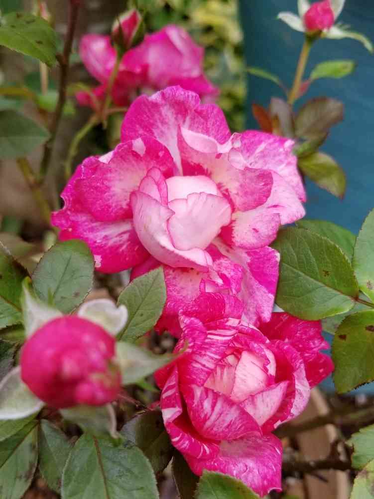 薔薇　開花株苗　２点まとめ 楽天市場】◇送料無料◇ ◇開花後強剪定株 花芽なし◇ バラ 苗