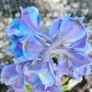 デルフィニウム シネンシスの投稿画像一覧 Greensnap グリーンスナップ