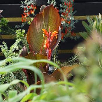 カンナ レッドストライプの画像 by 80さん | カンナ レッドストライプとおうち園芸と一番花とbotanical lifeと葉っぱアートとカンナの花