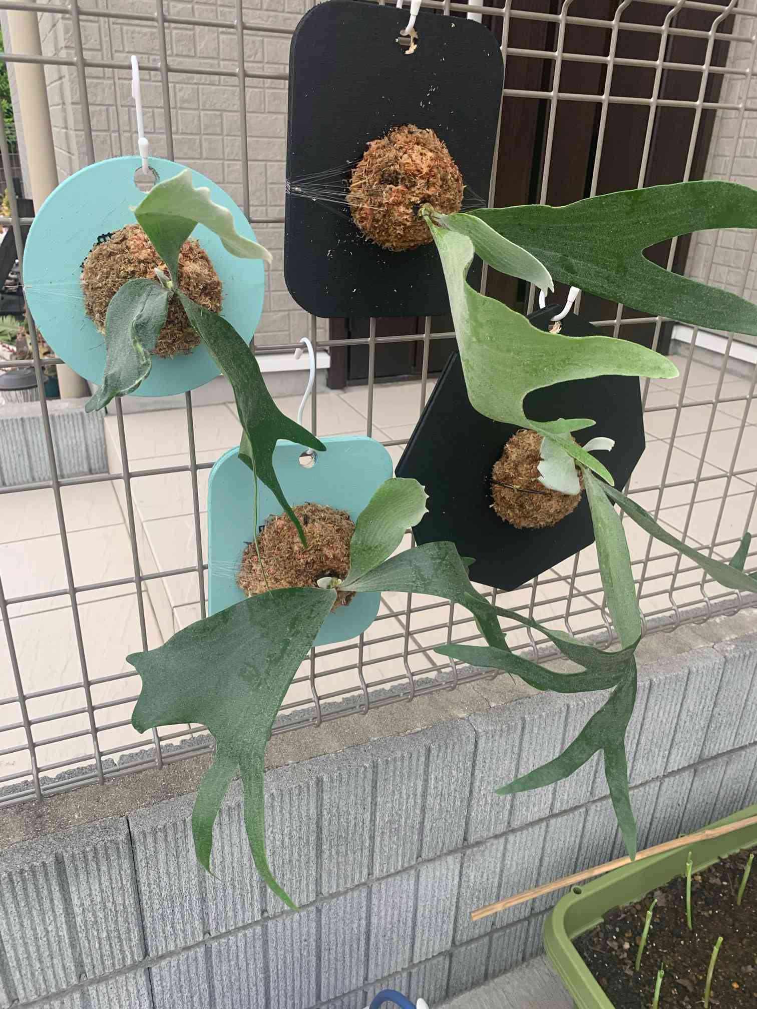 子どもたちのMyビカクシダを作ろう｜🍀GreenSnap（グリーン