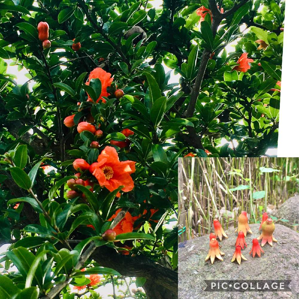 ザクロの花の投稿画像 By みゃんさん 食べられる実のなる木と大きな公園でと季節の花とあかい花とおもしろい形とタコさんウインナー と食べられる実のなる木と大きな公園でと季節の花とあかい花とおもしろい形とタコさんウインナー 月6月6日 Greensnap グリーン