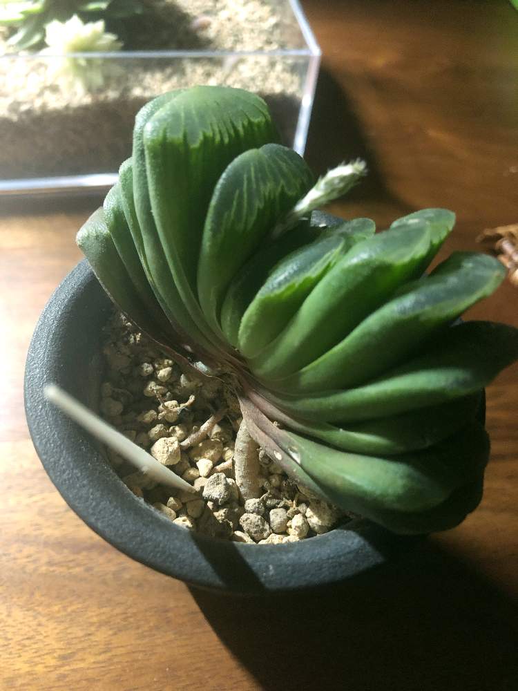グリーン玉扇の投稿画像 By Togさん ハオルチア属とおうち園芸とハオルチア グリーン玉扇と育て方を知りたいですと相談と大好き ハオルチアとわさぁ 月6月6日 Greensnap グリーンスナップ