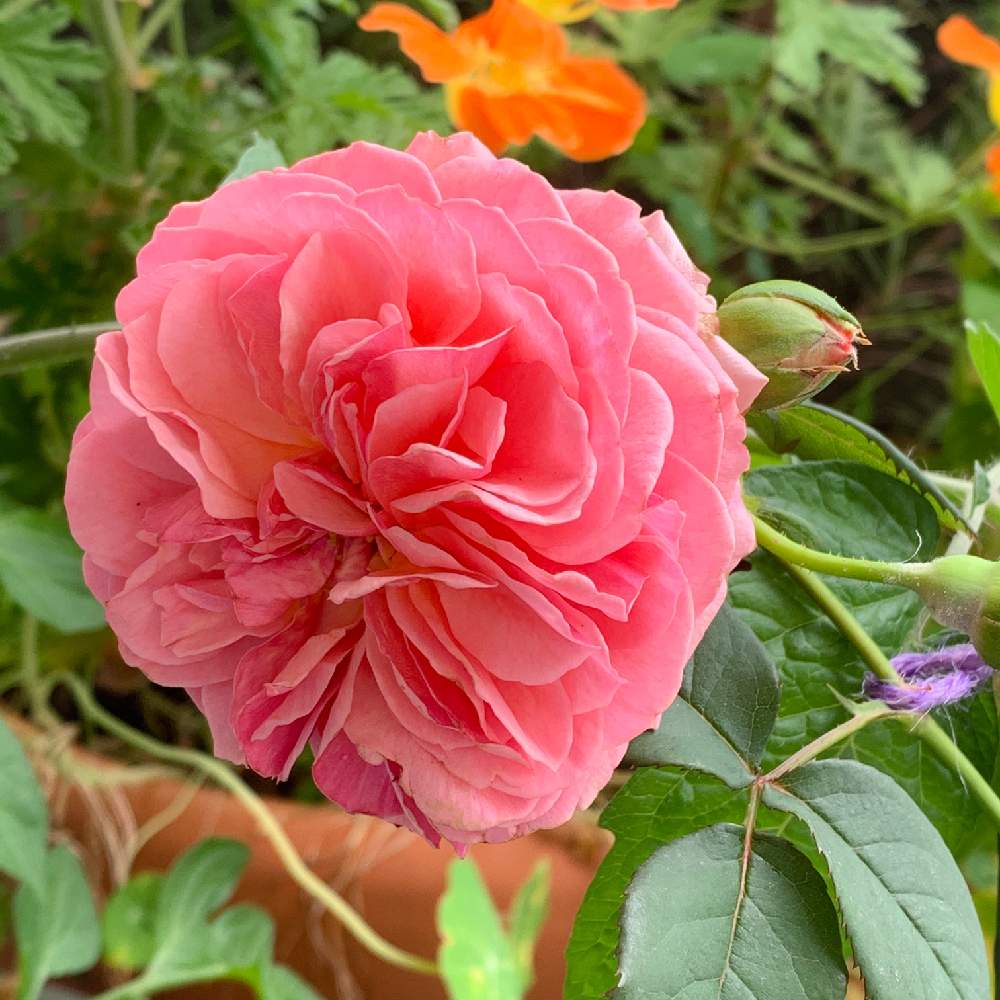 かおりかざり の投稿画像 By 黒兎さん ばら バラ 薔薇と薔薇愛同盟とおうち園芸とお花に癒されてとバラ 鉢植えとロザリアンと小さな庭とばら バラ 薔薇 と薔薇愛同盟とおうち園芸とお花に癒されてとバラ 鉢植えとロザリアン 月6月6日 Greensnap グリーン