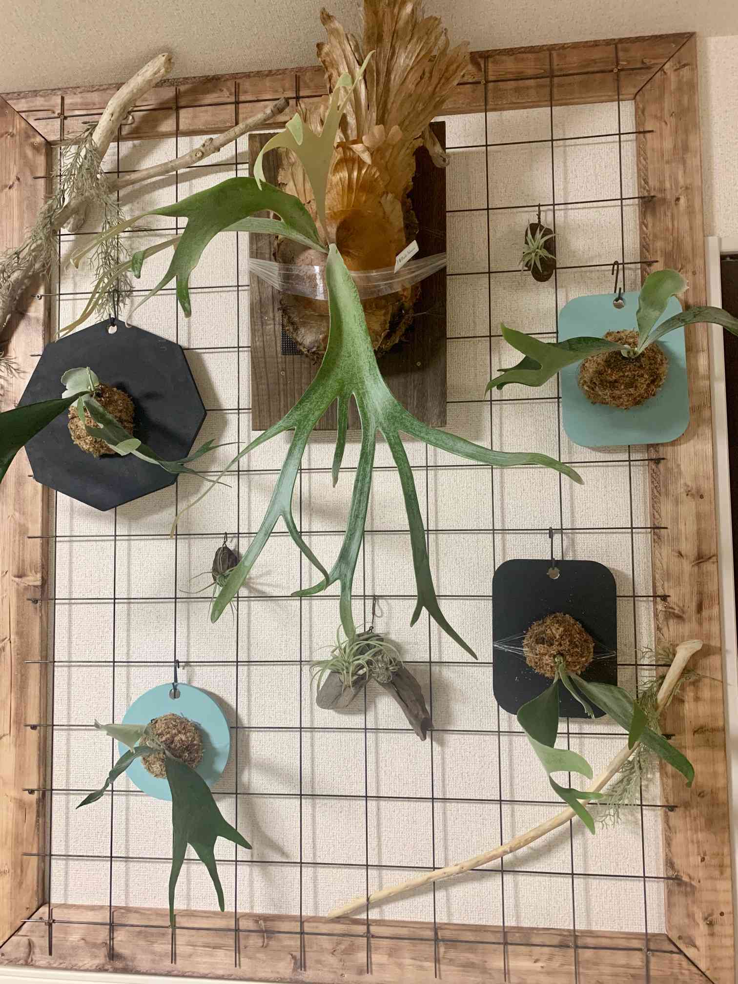 植物ディスプレイ用の壁をDIY｜🍀GreenSnap（グリーンスナップ）