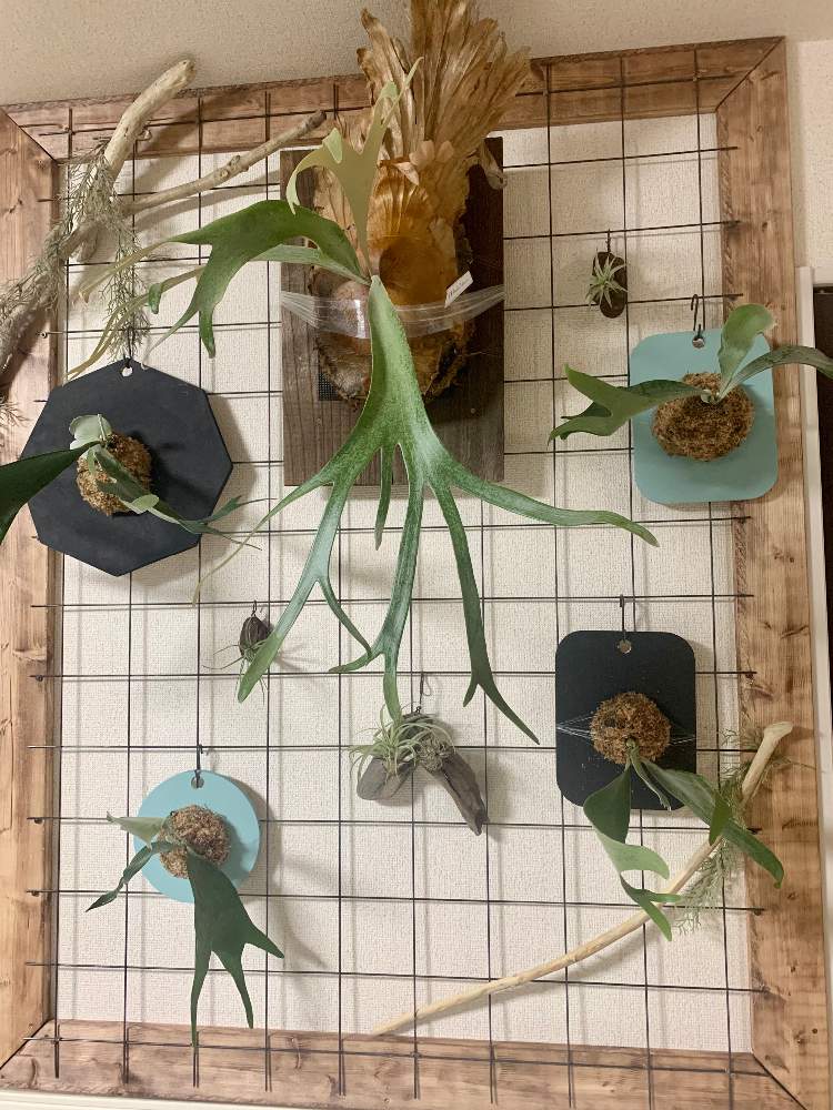 植物ディスプレイ用の壁をdiy Greensnap グリーンスナップ