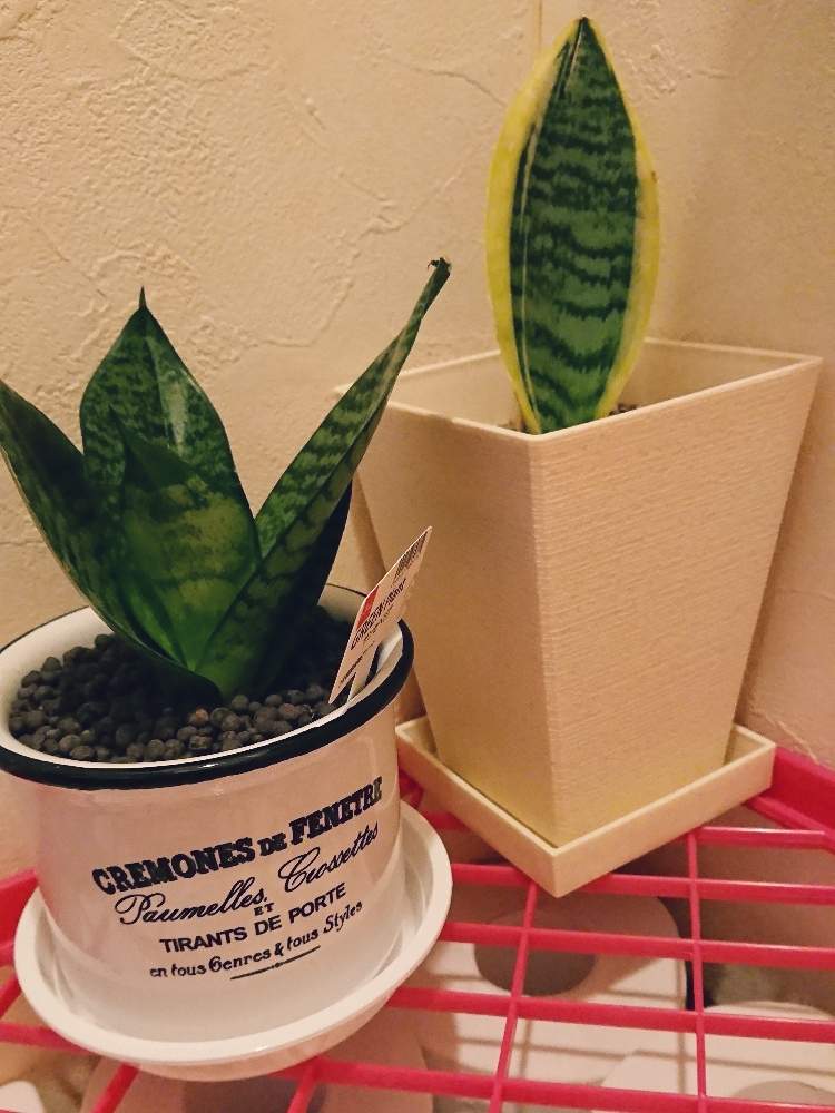 サンセベリア ハニーの投稿画像 By もだまるさん サンセベリア ローレンティとサンセベリアと観葉植物とわが家の観葉植物 とおうち園芸と100均観葉植物と観葉植物のある暮らしと成長記録と一人暮らし 月6月6日 Greensnap グリーンスナップ