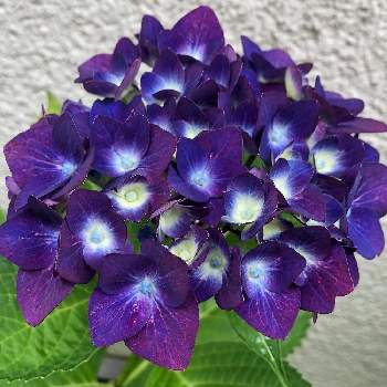 紫陽花グリーンシャドーの投稿画像一覧 Greensnap グリーンスナップ 紫陽花グリーンシャドーの投稿画像一覧 Greensnap グリーンスナップ