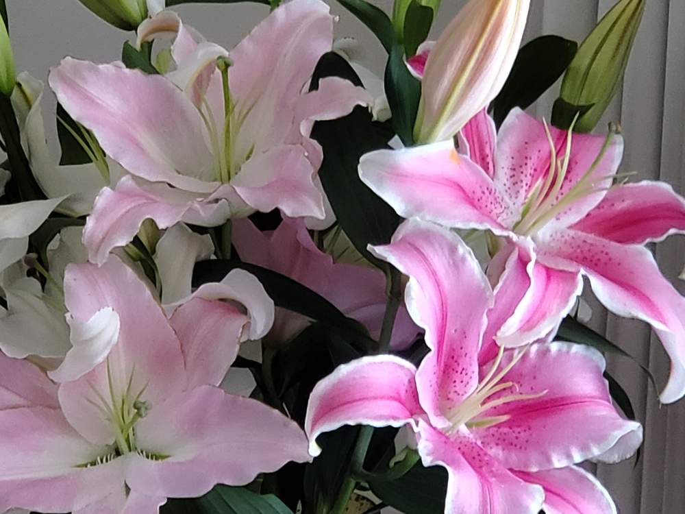 オリエンタルユリの花の投稿画像 By ネロリさん 月6月6日 Greensnap グリーンスナップ