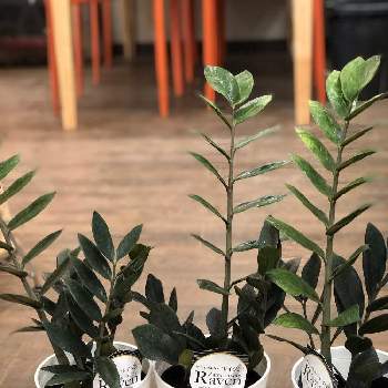 funnyplantの画像 by ファニープランツさん | インテリアとザミオカルカスレイヴンと観葉植物と観葉植物専門店と栃木県とfunnyplant