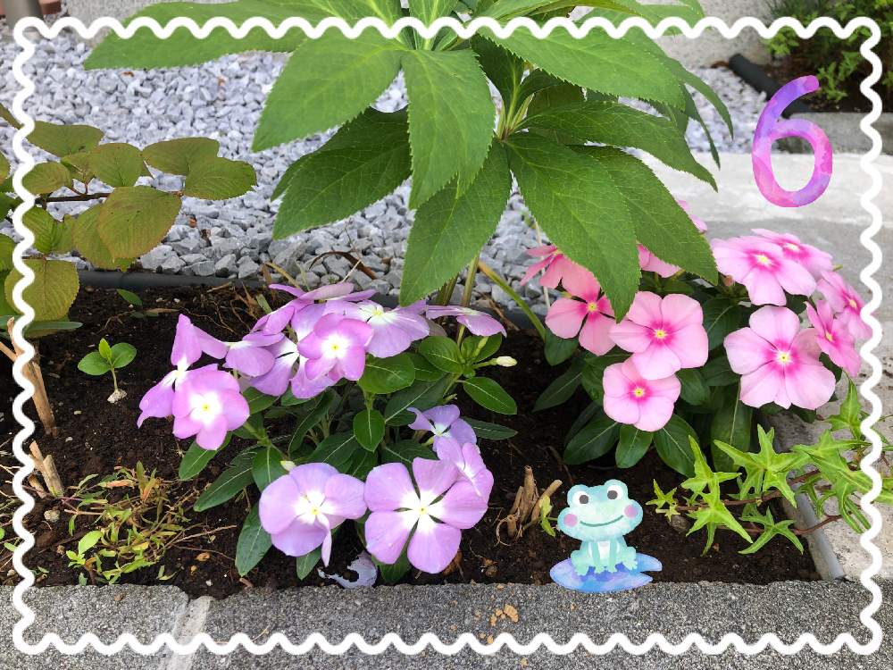 ニチニチソウの投稿画像 By Ayakazumamaさん 花のある暮らしとニチニチソウ と小花大好き 月6月6日 Greensnap グリーンスナップ