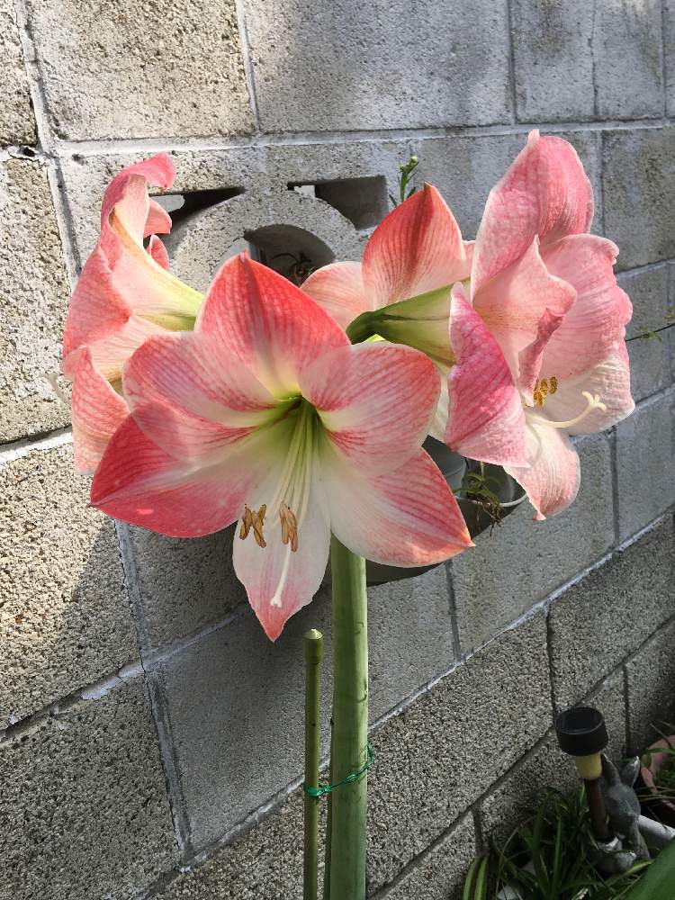アマリリスの投稿画像 By Midorinpchanさん 月6月7日 Greensnap グリーンスナップ