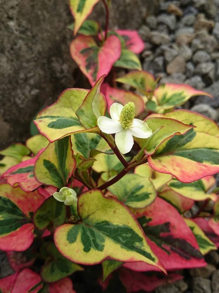 五色ドクダミの投稿画像 By たまさん 小さな庭とかわいいとありがとうとうどん県人会とかわいいとありがとうとうどん県人会 月6月7日 Greensnap グリーンスナップ Greensnap グリーンスナップ