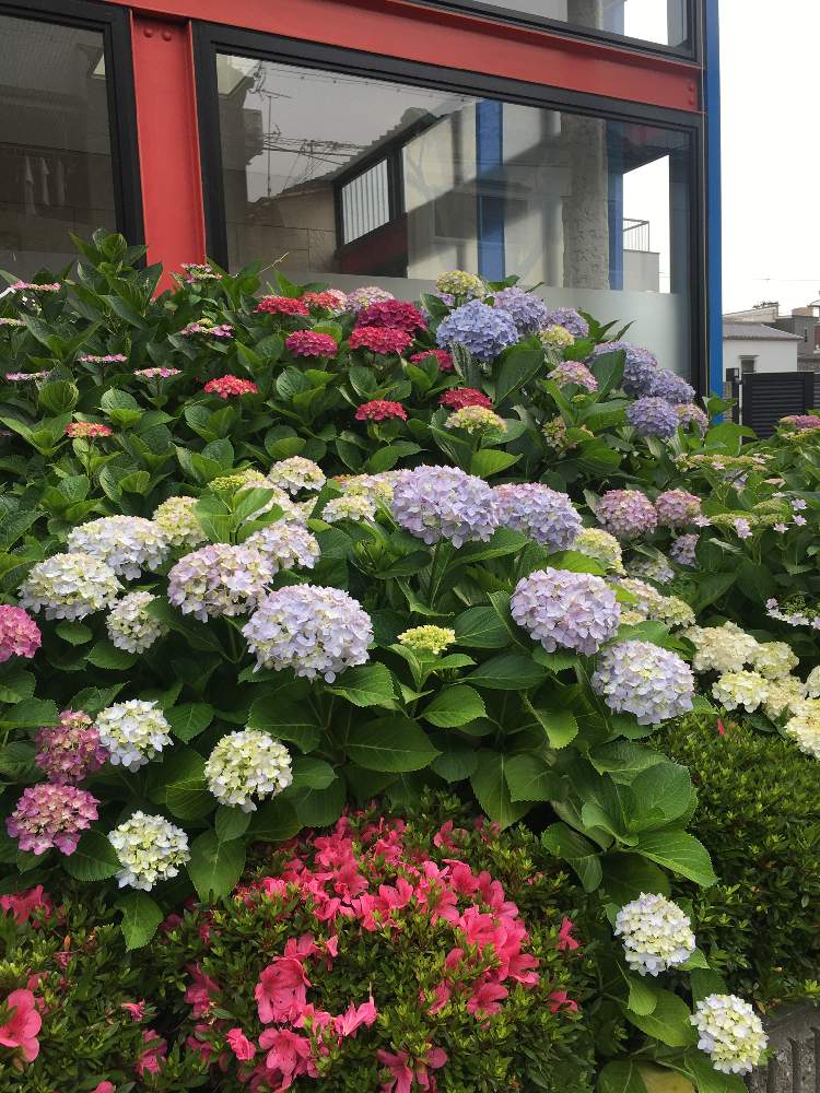 きゃっこさんの投稿画像 月6月7日 Greensnap グリーンスナップ