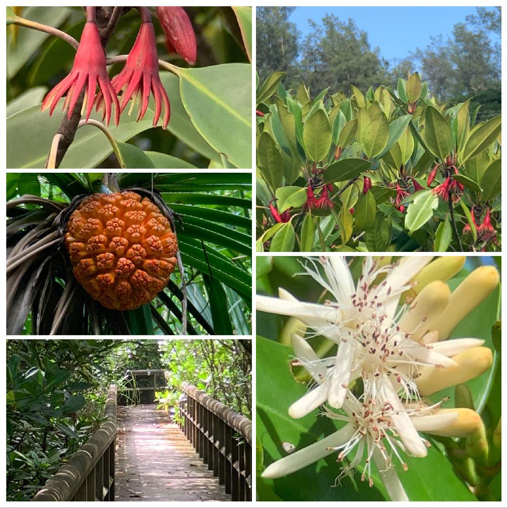 マングローブ林の投稿画像 By ピーモモさん 月6月7日 Greensnap グリーンスナップ