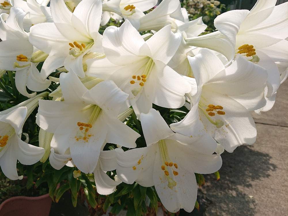 百合の投稿画像 By ママさくらさん 白百合と開花とユリ科と神奈川と満開と癒しとこどもと暮らすとおうち園芸とガーデニングと百合 とかわいいと白い花 とユリの花 月6月7日 Greensnap グリーンスナップ