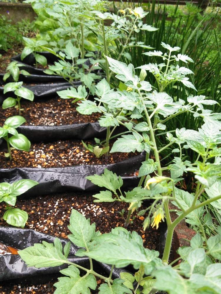 スーパーのミニトマトの種からの栽培記録 ２ 6月7日 日 追記 Greensnap グリーンスナップ
