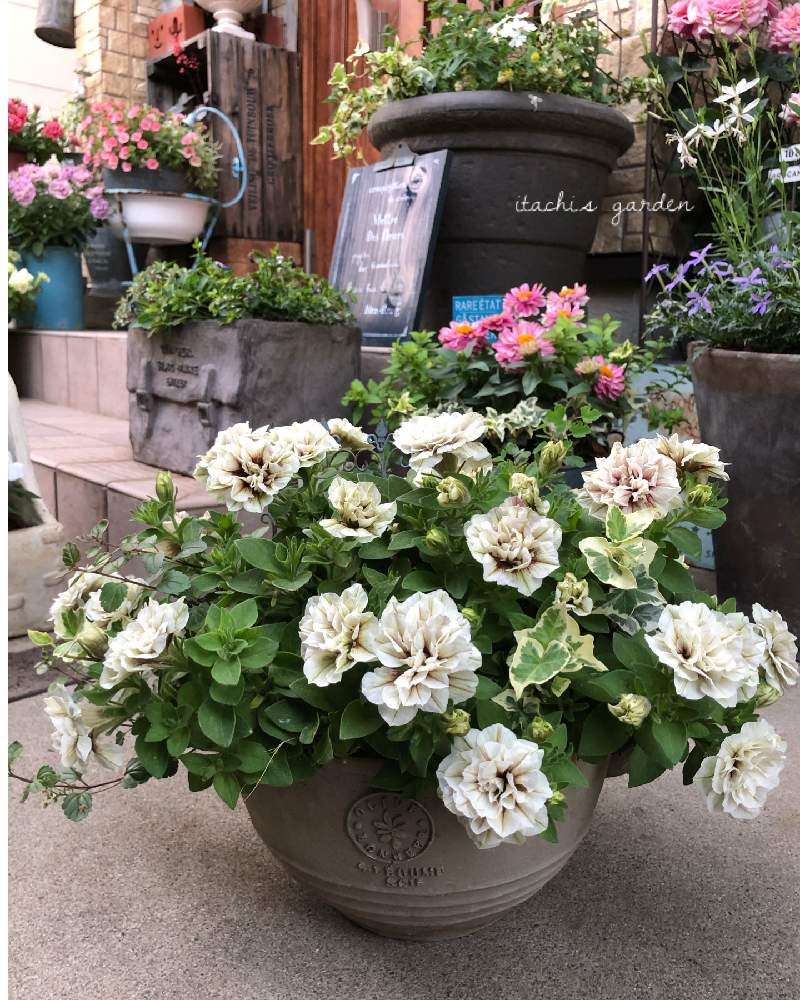 趣味がお仕事にの投稿画像 By Itachiさん 植物のある暮らしとお花大好き とホイップマカロン ショコラブランと寄せ植えとガーデニング大好き と満開と癒しと植物大好きとおうち園芸と おうち園芸 フォトコンテストと植えっぱなしと斑入りヘデラと可愛いと花のある
