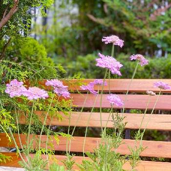 スカビオサ ピンクレースの投稿画像一覧 Greensnap グリーンスナップ