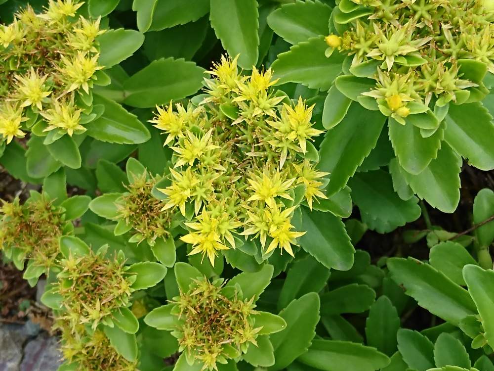 キリンソウの投稿画像 By チュピさん 月6月7日 Greensnap グリーンスナップ