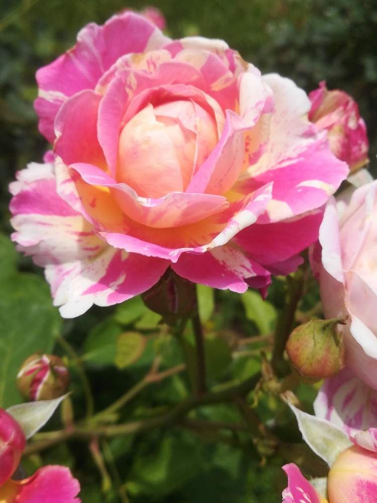 バラ クロードモネの投稿画像 By るるさん ばら バラ 薔薇と薔薇に魅せられてと綺麗と花のある暮らしと薔薇 とバラ ミニバラ 月6月7日 Greensnap グリーンスナップ