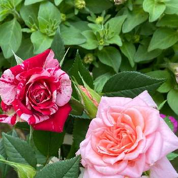 長持ちする花の投稿画像一覧 Greensnap グリーンスナップ