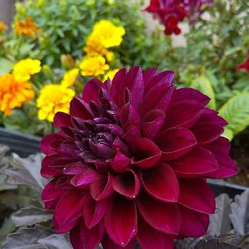 ワインレッドの花の投稿画像一覧 Greensnap グリーンスナップ ワインレッドの花の投稿画像一覧 Greensnap グリーンスナップ