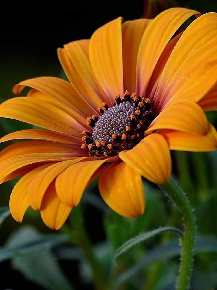 花のある暮らしの投稿画像 By Dianaさん オレンジ色と綺麗な花 月6月7日 Greensnap グリーンスナップ