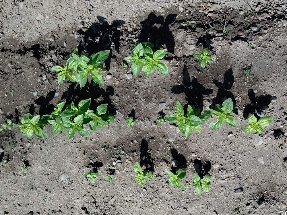 バジルの投稿画像 By Lさん 家庭菜園と 安曇野 月6月7日 Greensnap グリーンスナップ