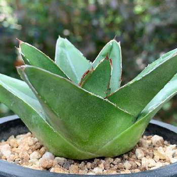 短葉の投稿画像一覧 Greensnap グリーンスナップ 短葉の投稿画像一覧 Greensnap グリーンスナップ