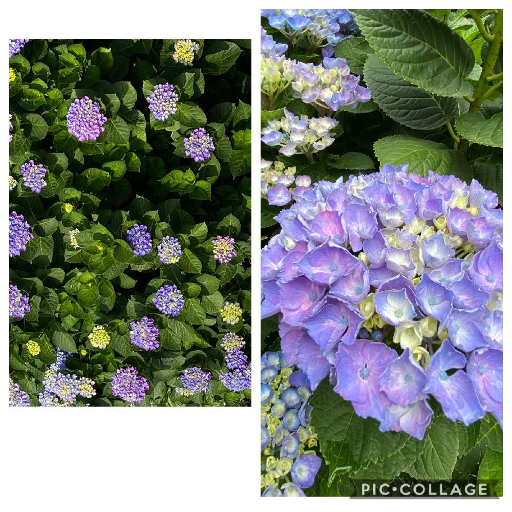 紫陽花 西安の投稿画像 By Berryさん 小さな庭と感謝とおうち園芸と小さな庭 とアジサイ 紫陽花と花のある暮らしと紫陽花西安と感謝とおうち園芸と小さな庭 とアジサイ 紫陽花と花のある暮らしと紫陽花西安 月6月7日 Greensnap グリーンスナップ