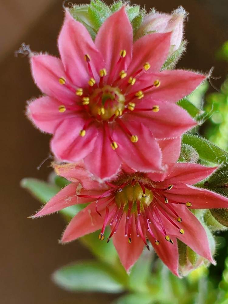 センペルビウムの投稿画像 By ゆりさん 多肉植物とピンクの花とかわいい花と名前を教えてください 月6月7日 Greensnap グリーンスナップ