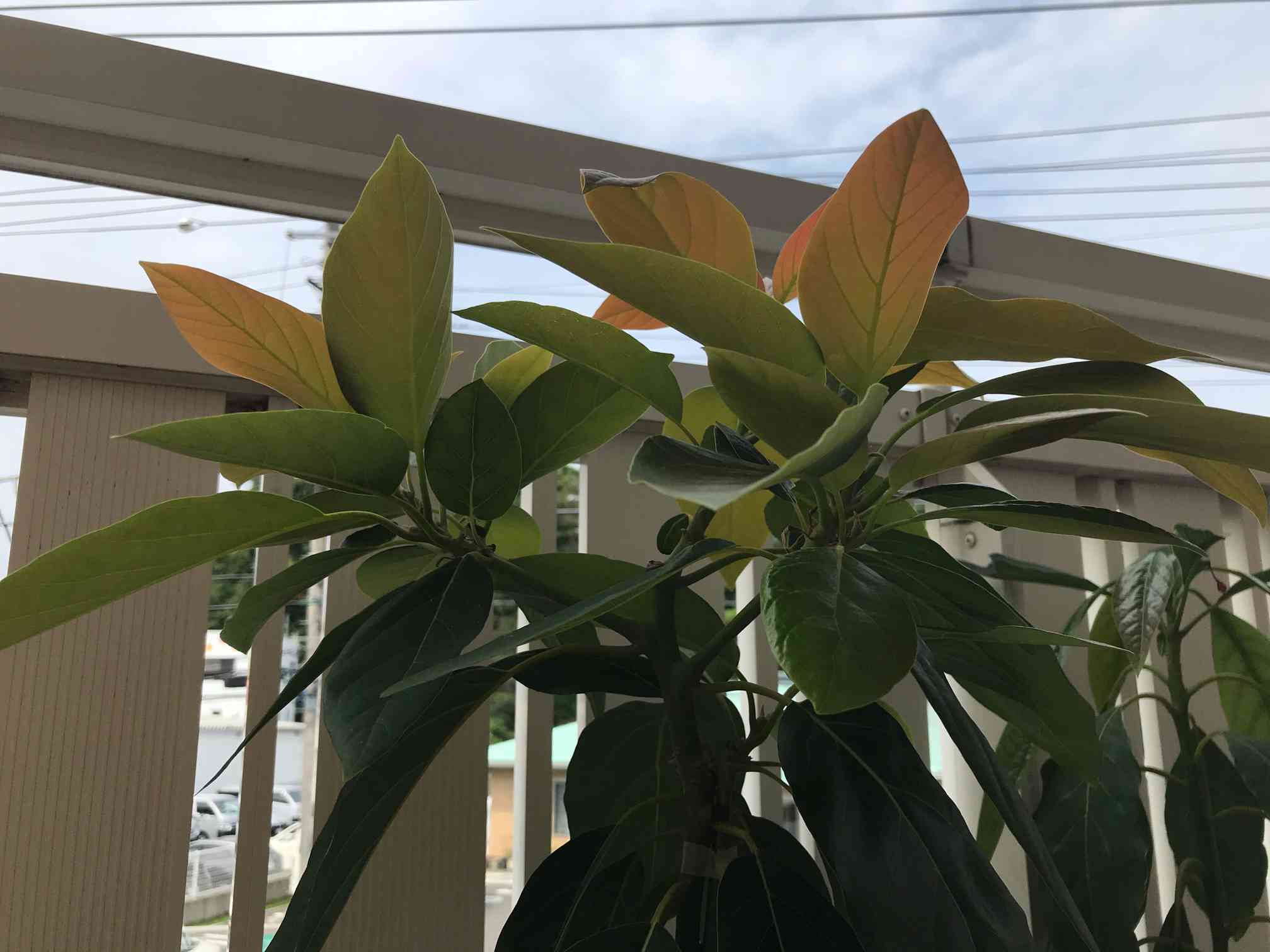 アボカド ベーコン種の一覧｜🍀GreenSnap（グリーンスナップ）