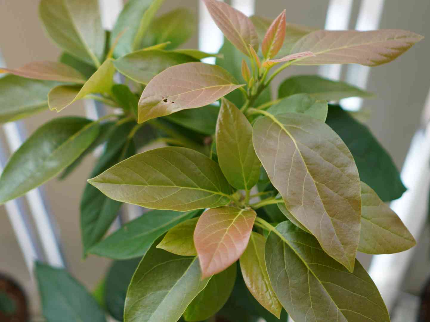 アボカド ベーコン種の一覧｜🍀GreenSnap（グリーンスナップ）