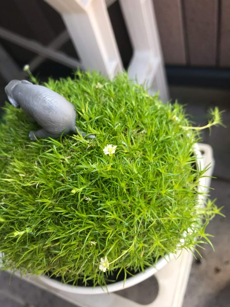 モフリッチ の投稿画像 By ケーコさん サギナ もふリッチ とおうち園芸と小さな白いお花と咲いた とかわいいな 月6月7日 Greensnap グリーンスナップ