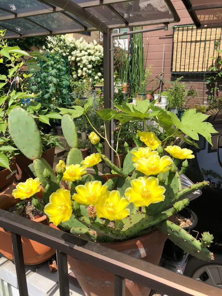 ウチワサボテンの投稿画像 By 花 花さん 玄関前の鉢植えとおうち園芸と おうち園芸 フォトコンテストと挿し木 からの挑戦と花のある暮らしと鉢植えで管理と玄関前の鉢植えとおうち園芸と おうち園芸 フォトコンテストと挿し木からの挑戦と花のある暮らしと鉢植えで