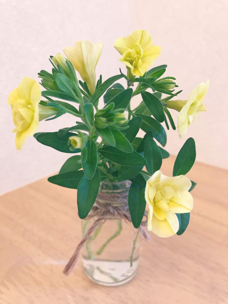 八重咲きカリブラコアの投稿画像 By ケセラセラさん 春のお花と可憐な花とおうち園芸とおうちで飾るお花 と黄色の花と花のある暮らし 月6月7日 Greensnap グリーンスナップ