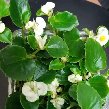 ベゴニア 白の投稿画像一覧 Greensnap グリーンスナップ