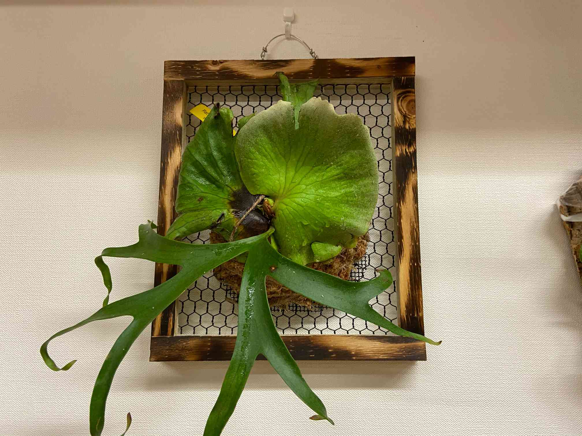 コロナリウムcv.White コロナリウム cv white成長記録 20200601｜🍀GreenSnap（グリーン