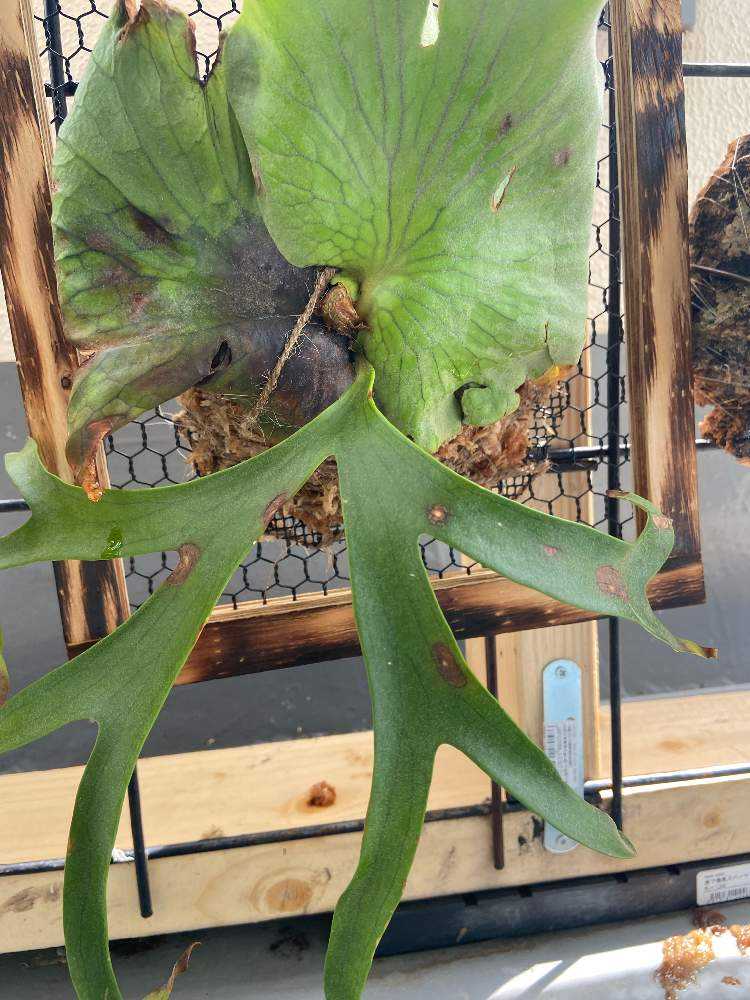 コロナリウム cv white成長記録 20200601｜🍀GreenSnap（グリーン