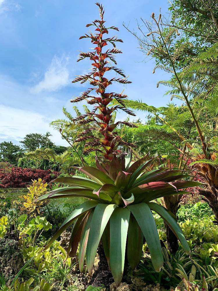 東南植物楽園 皇帝アナナスが咲いた Greensnap グリーンスナップ