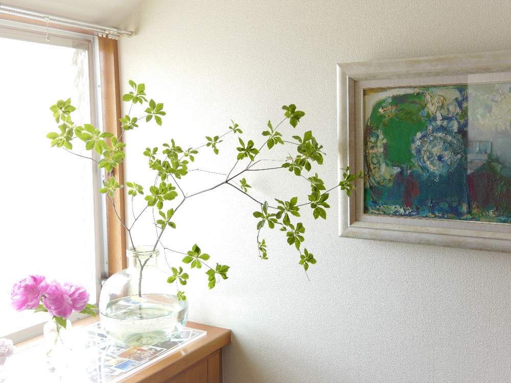 ドウダンツツジの投稿画像 By Hila Ya Hilaryさん 芍薬と投げ入れと花と絵と自己流アレンジと枝ものとおうち園芸とおうちで飾るお花 と花のある暮らしと切り花とインテリアグリーンと受賞作品とシャクヤクと階段 廊下と投げ入れと花と絵と自己流アレンジと枝ものとおうち