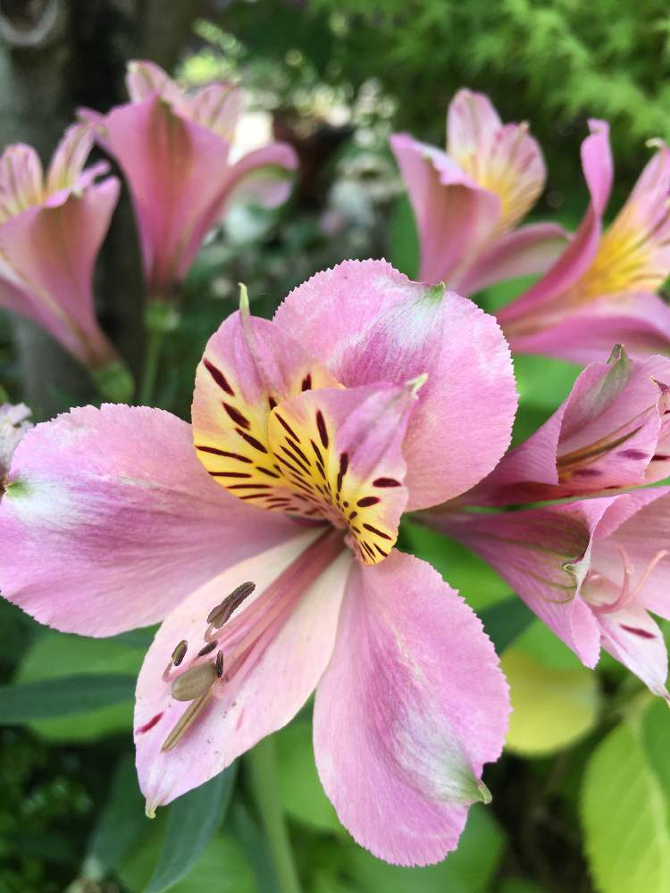 アルストロメリアの投稿画像 By ゆきさん 月6月7日 Greensnap グリーンスナップ