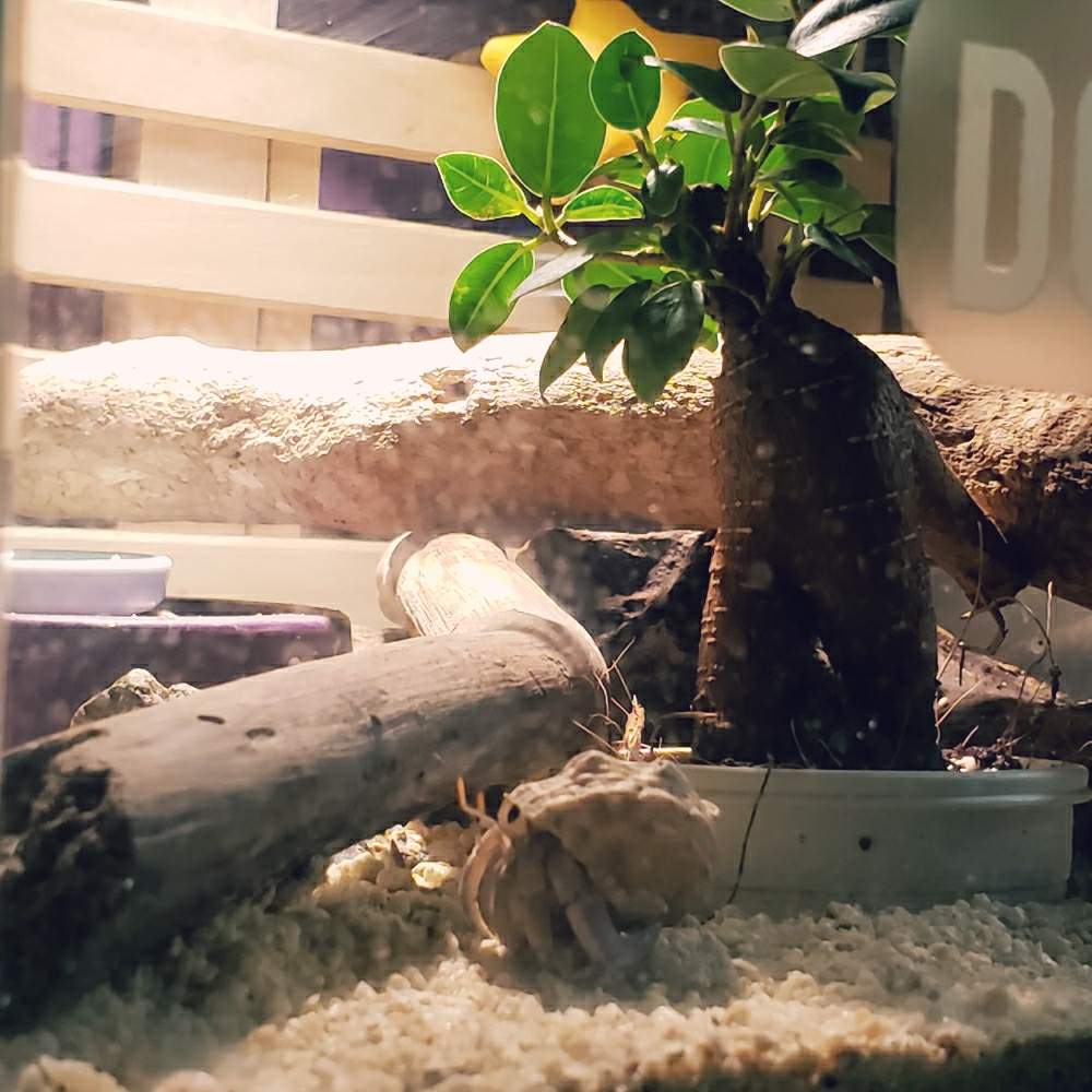 ガジュマルの投稿画像 By Megantstar さん オカヤドカリ とうちのがじゅまることヤドカリケージへ 月6月7日 Greensnap グリーンスナップ