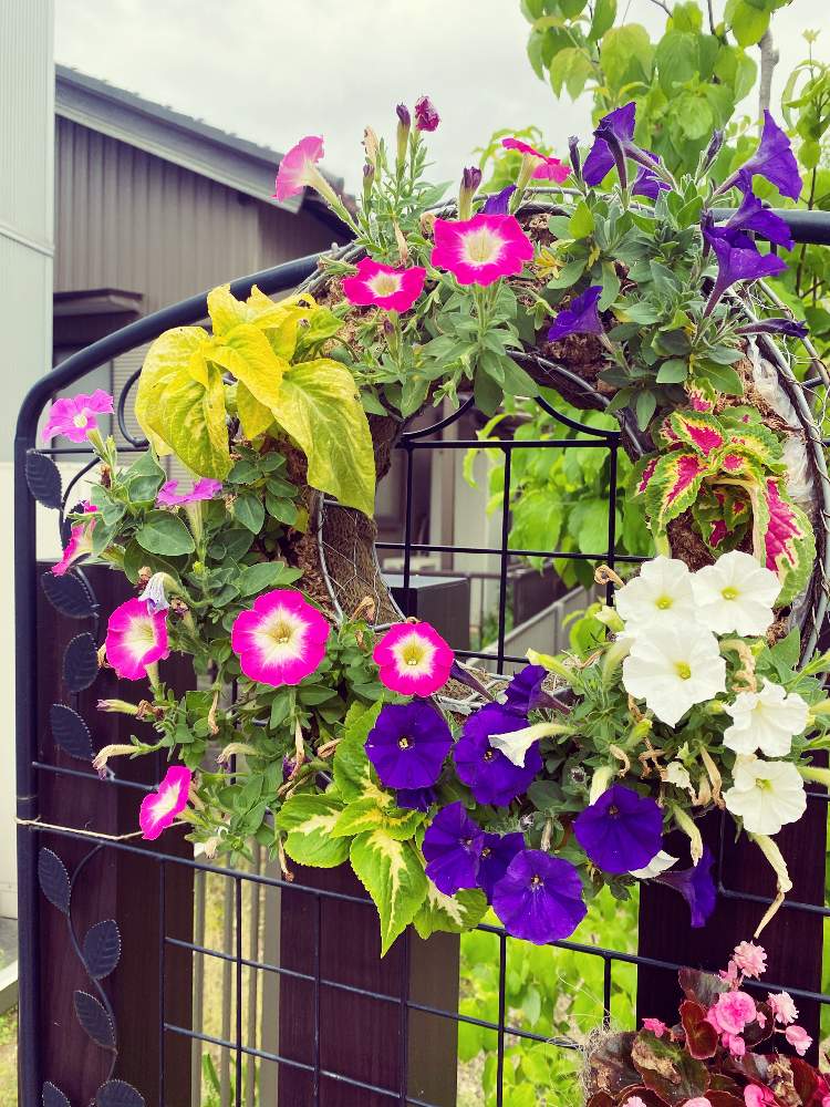 寄せ植えの投稿画像 By Ayumiさん リースハンギングと夏の花とハンギングとペチュニア と夏の寄せ植え 月6月7日 Greensnap グリーンスナップ
