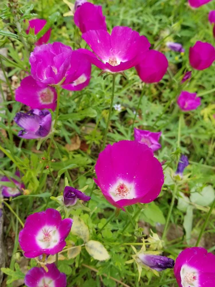 スマホ撮影の投稿画像 By Ocarina0905さん 6月の花とピンクの花と樹木と山野草と花壇と公園と野生化と赤い花とかわいいとチーム福岡 月6月7日 Greensnap グリーンスナップ