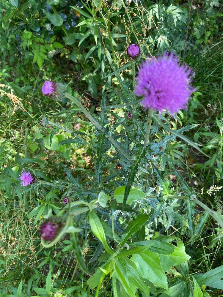 アザミの投稿画像 By 甘木 仮 さん 月6月7日 Greensnap グリーンスナップ