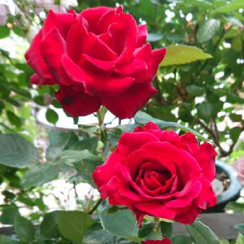 オマージュ・ア・バルバラの画像 by ＹＵＭＩＫＯさん | 小さな庭と私の癒し♡とオマージュ・ア・バルバラと薔薇愛同盟と花が好き❤とおうち園芸と植中毒と薔薇が好き❤ときれ～い❤と花のある暮らしといい色♡