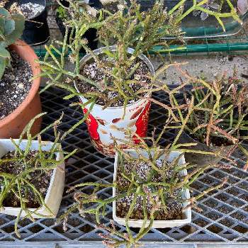 リプサリス バルチェリーの投稿画像一覧 Greensnap グリーンスナップ