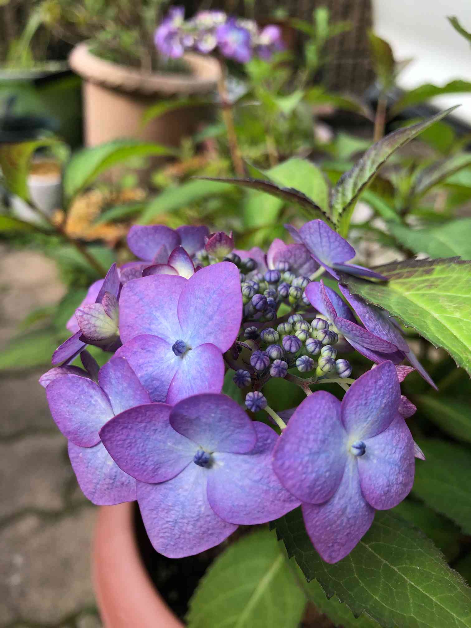 華やかな覆輪紫陽花 山紫陽花💜青覆輪清澄沢の成長記録🌿｜🍀GreenSnap（グリーンスナップ）