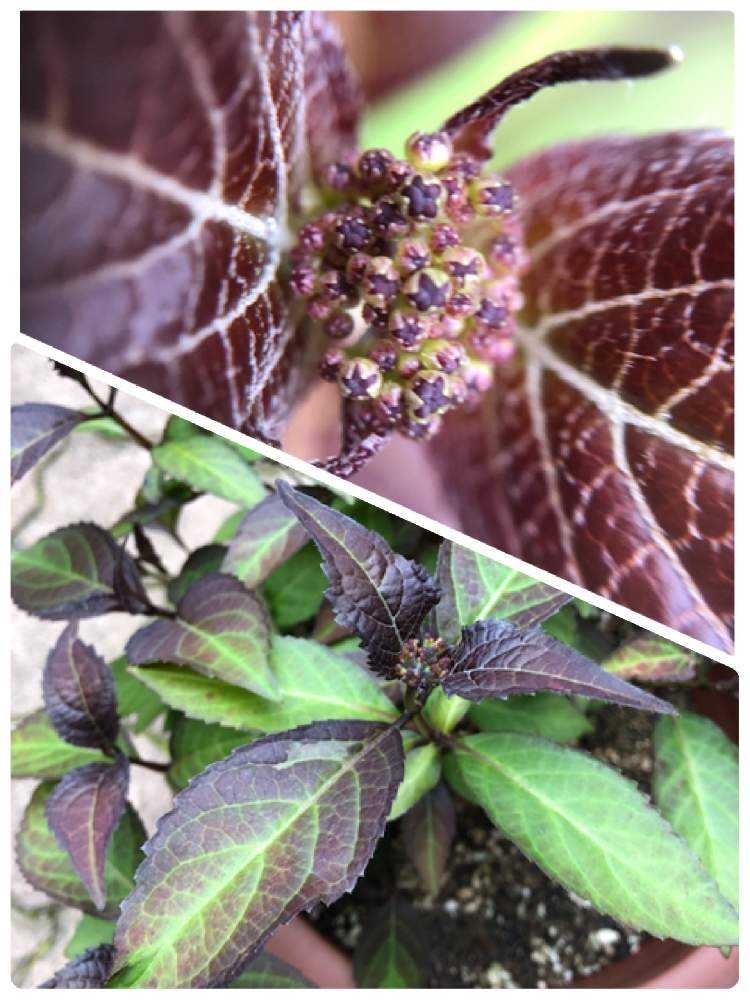 山紫陽花💜青覆輪清澄沢の成長記録🌿｜🍀GreenSnap（グリーン